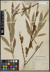 Foto von Salix acutifolia Willd.